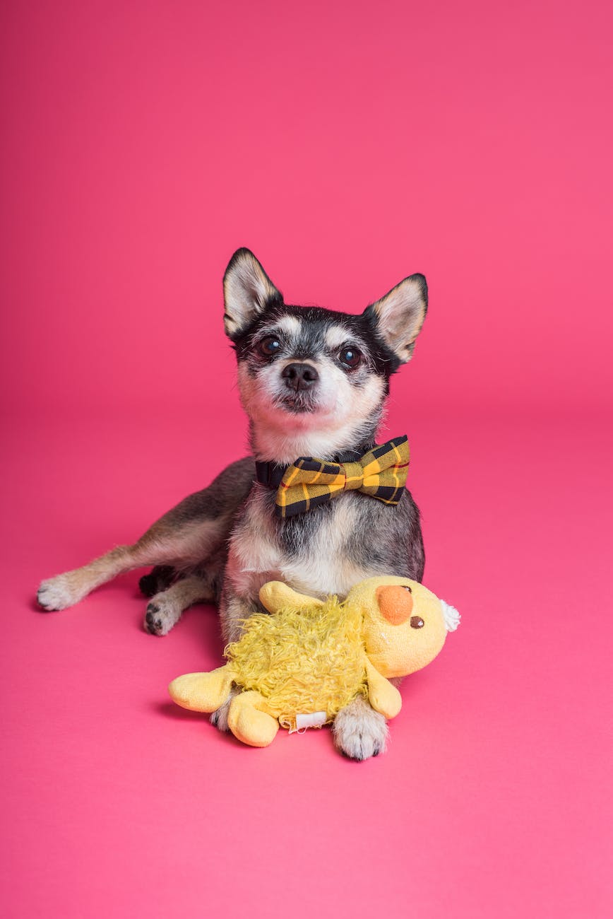 Chihuahua with a yellow toy on pink background