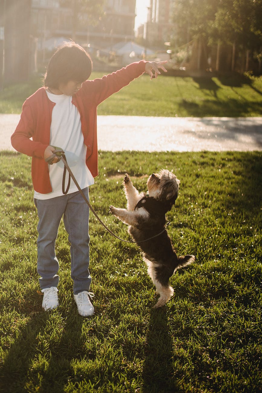 Anonymous asian kid showing command to dog while training outdoors
